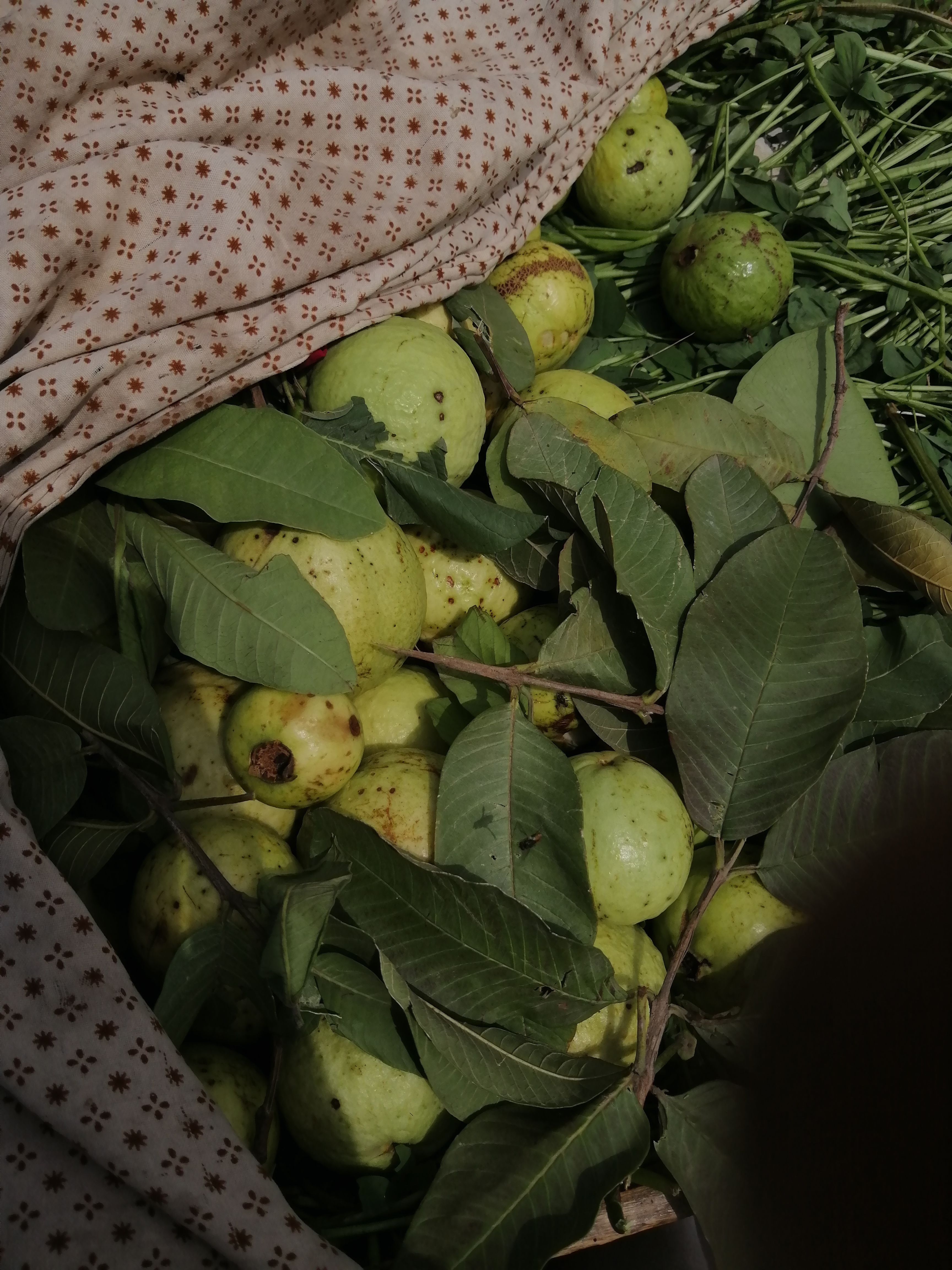 Apple Laite Photos, Download The BEST Free Apple Laite Stock Photos & HD Images