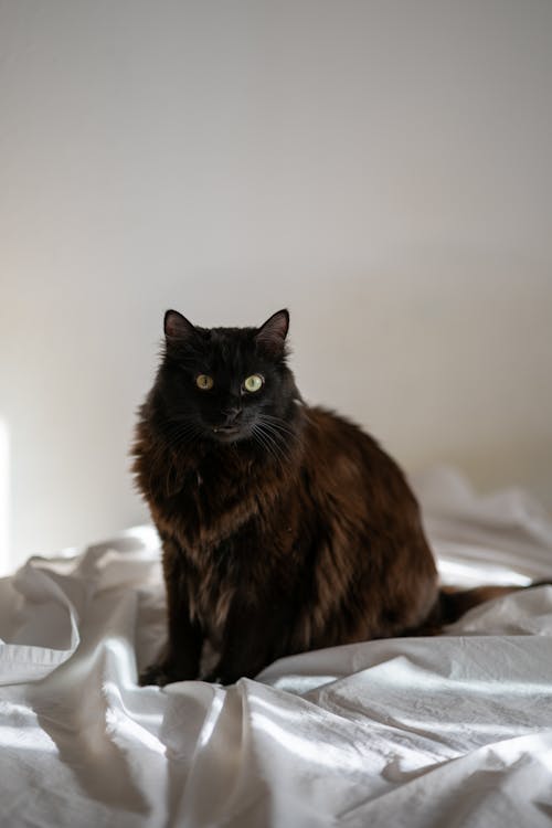 シート, ネコ, ベッドの無料の写真素材