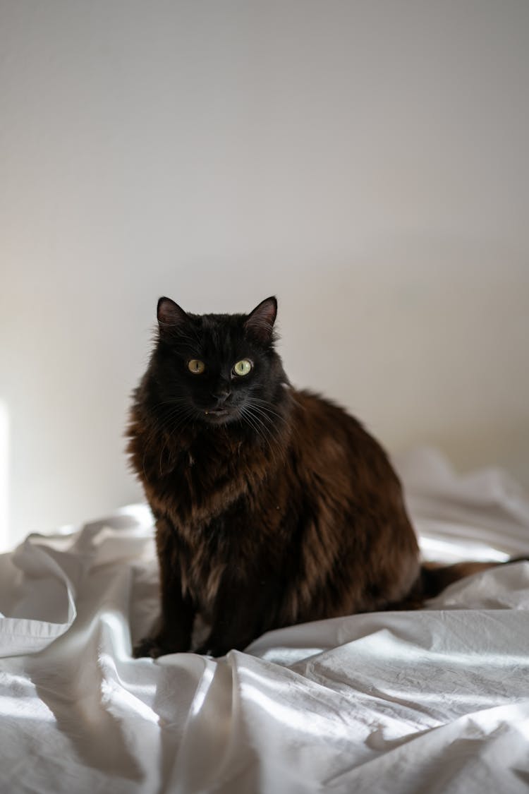 Black Cat On Bed 