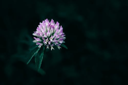 Foto profissional grátis de espaço do texto, fechar-se, flor