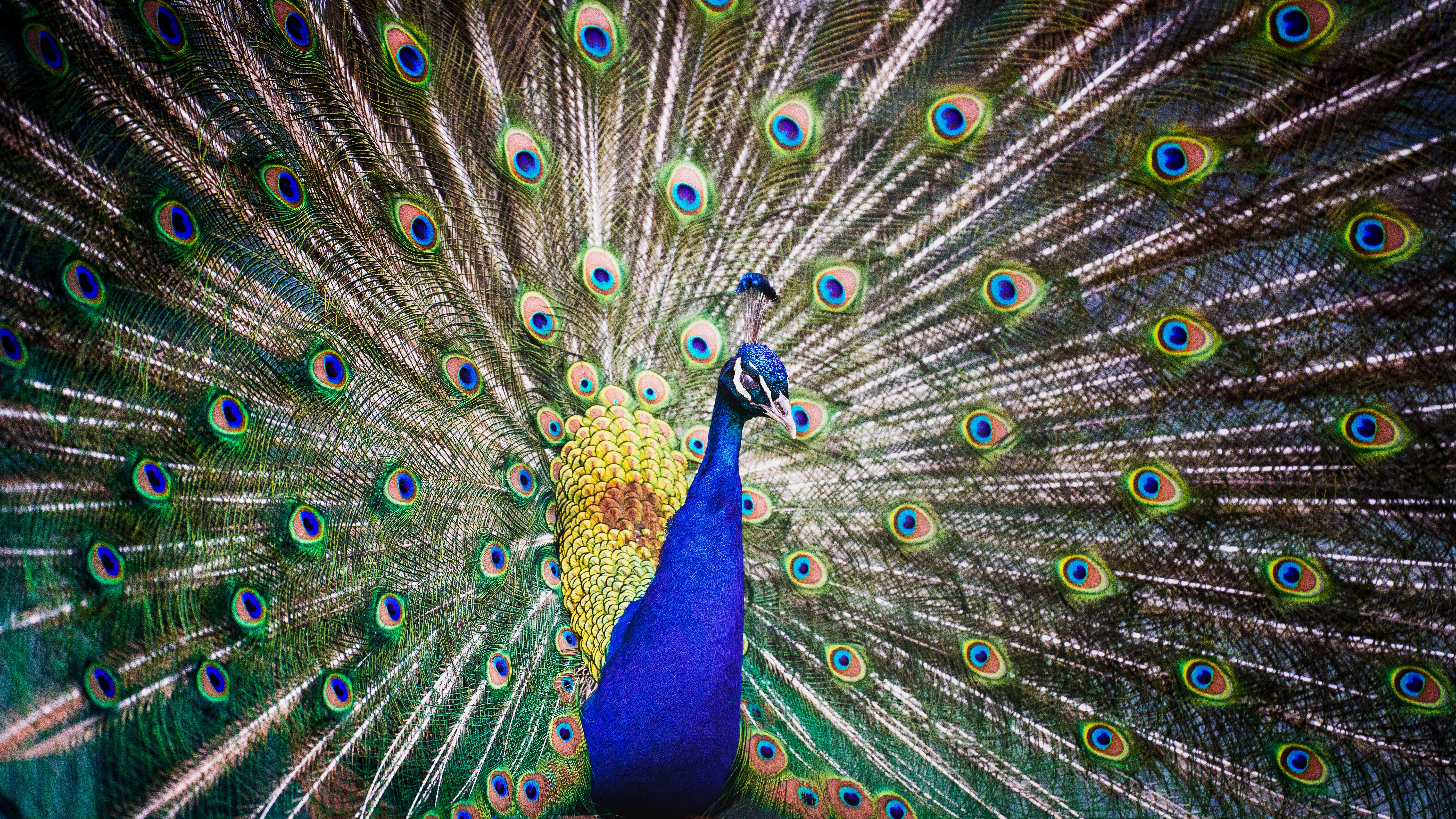 Green and Blue Peacock Feather · Free Stock Photo