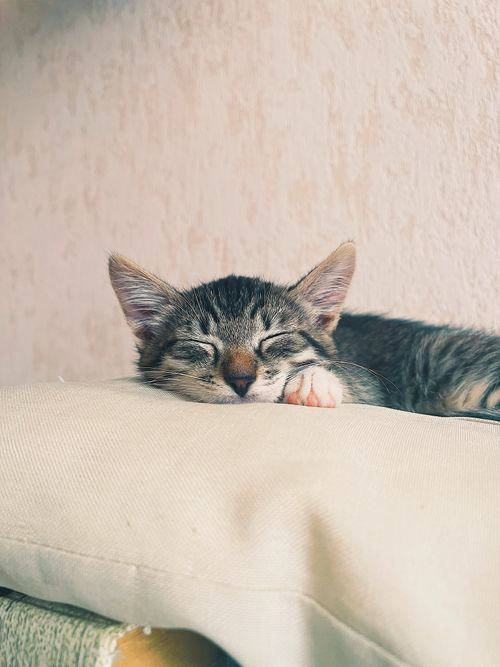 Free Adorable kitten peacefully sleeping indoors on a soft pillow. Stock Photo