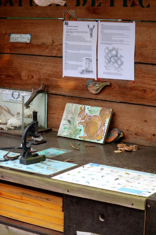 Free Close-up of a desk with a microscope, drawings, and squirrel painting, ideal for educational themes. Stock Photo