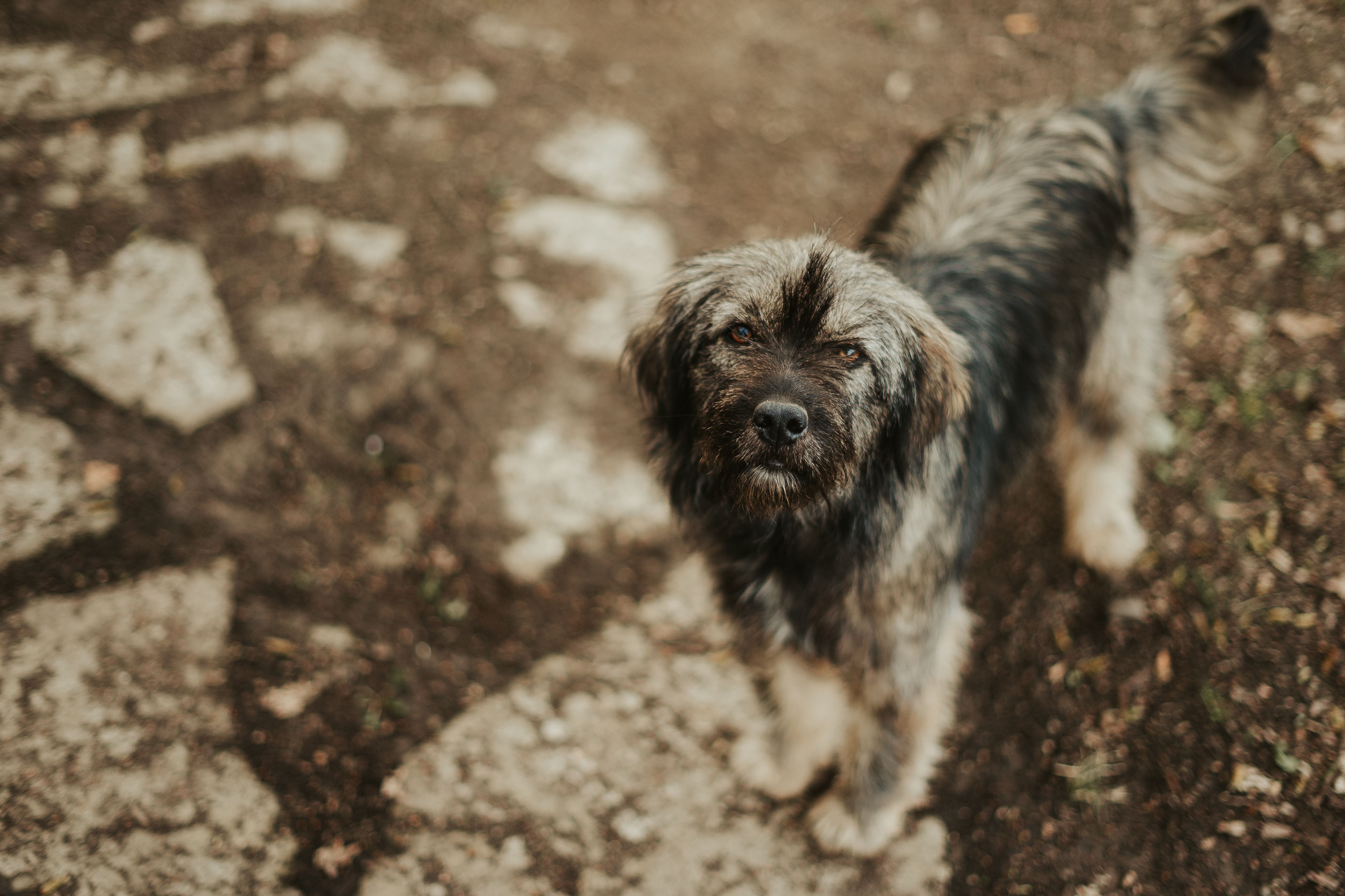 dog making eye contact with owner showing emotional connection and bond