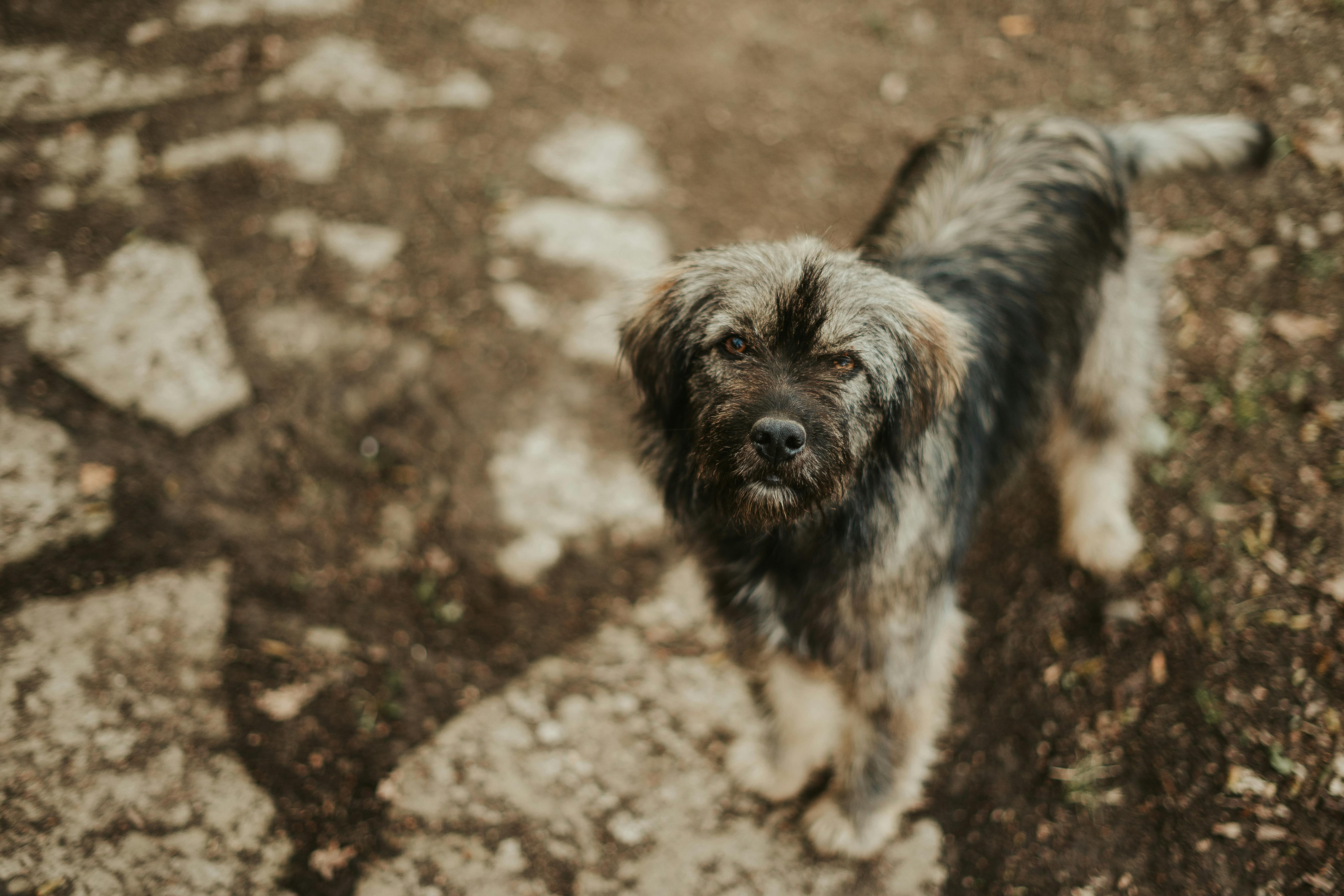 Close‑up of a dog’s coat showing tiny dark specks where fleas congregate