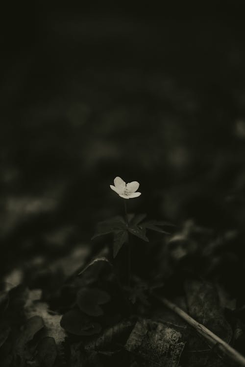 Flower in Darkness