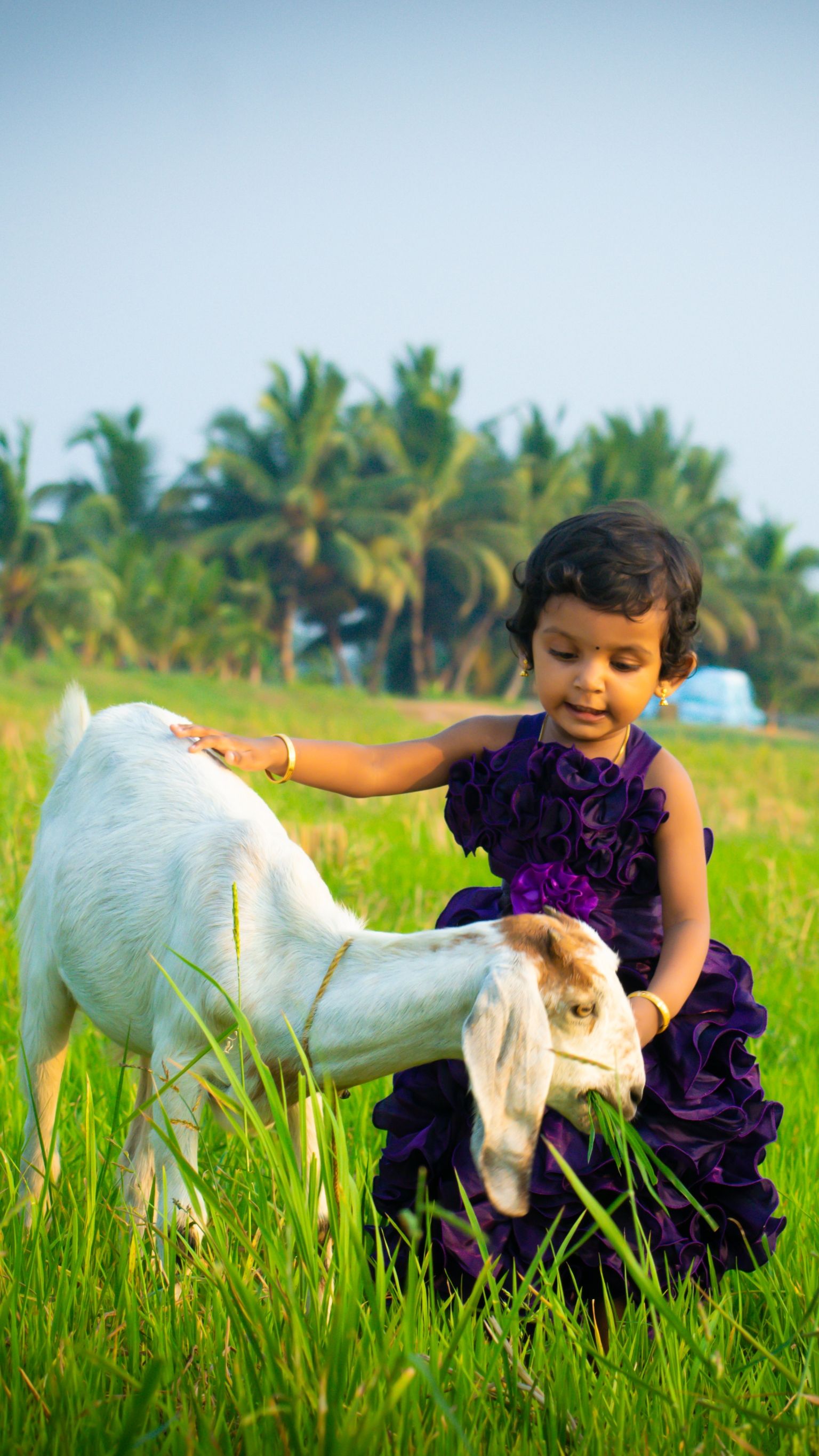A young girl in a purple dress petting a goat in a vibrant green field surrounded by palm trees.