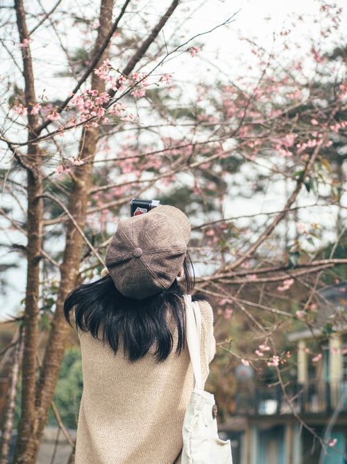 Free Woman taking photos of blossoming trees in spring, showcasing nature's beauty. Stock Photo