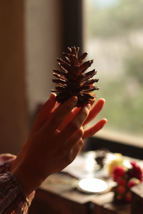 Základová fotografie zdarma na téma borová šiška, detail, držení