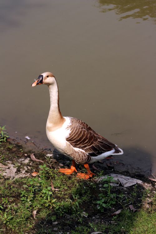 Free Captivating swan goose near pond in Jamalpur, Bangladesh showcasing wildlife beauty. Stock Photo