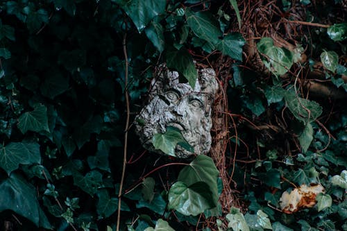 그리스 신, 나뭇잎, 담쟁이덩굴의 무료 스톡 사진