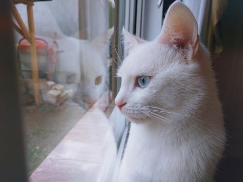 Белый кот смотрит в окно