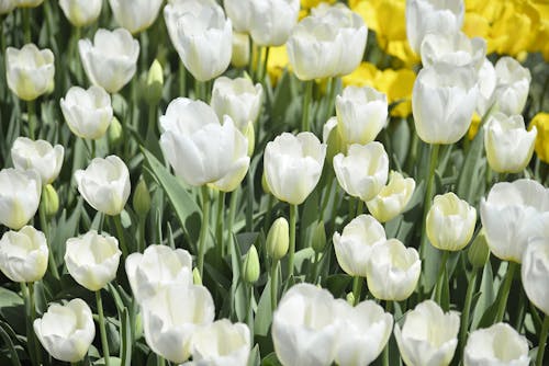 คลังภาพถ่ายฟรี ของ ขาว, ดอกทิวลิป, ดอกไม้