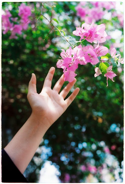 Close-up of Person Touching Purple Flowers in a Garden 