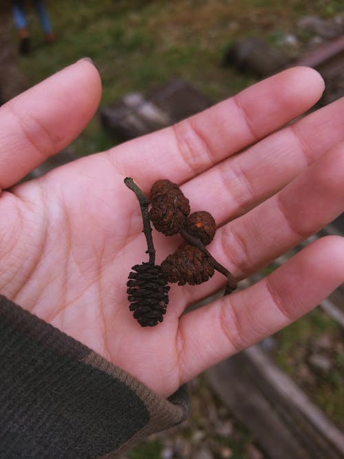 Person Holding Brown Pine Cones