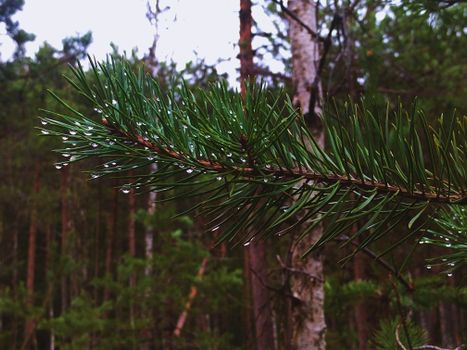 Detailed view of pine needles with raindrops in a lush forest setting in Romania.