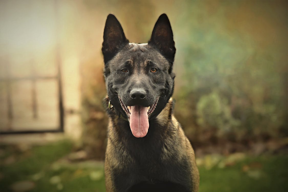 ベルギー羊飼いの犬 マリノア 子犬の無料の写真素材