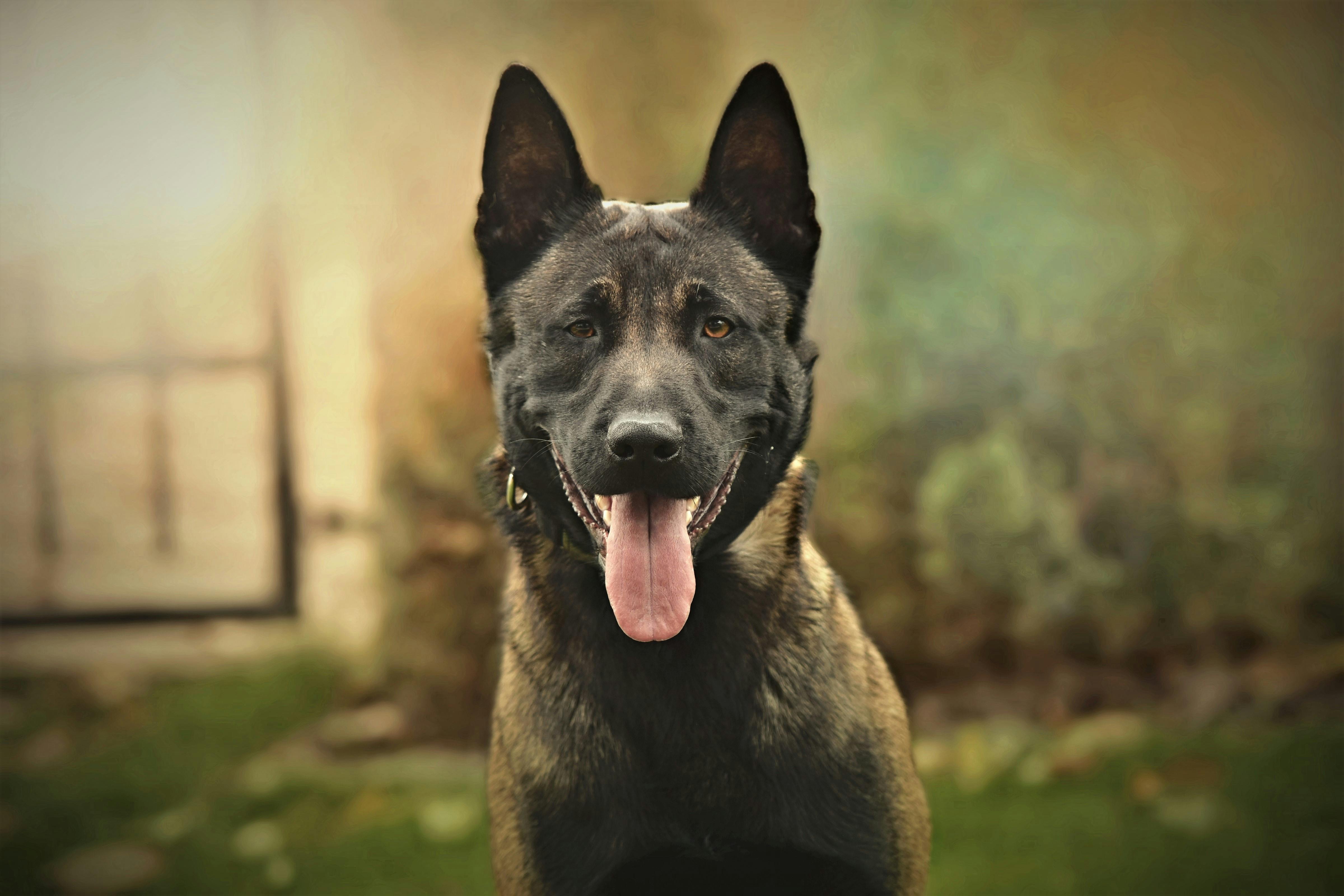 Free stock photo of belgian shepherd dog, dogs, malinois