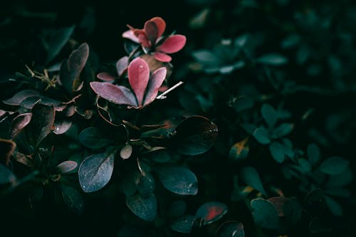 Pink and Green Leaves on a Shrub 