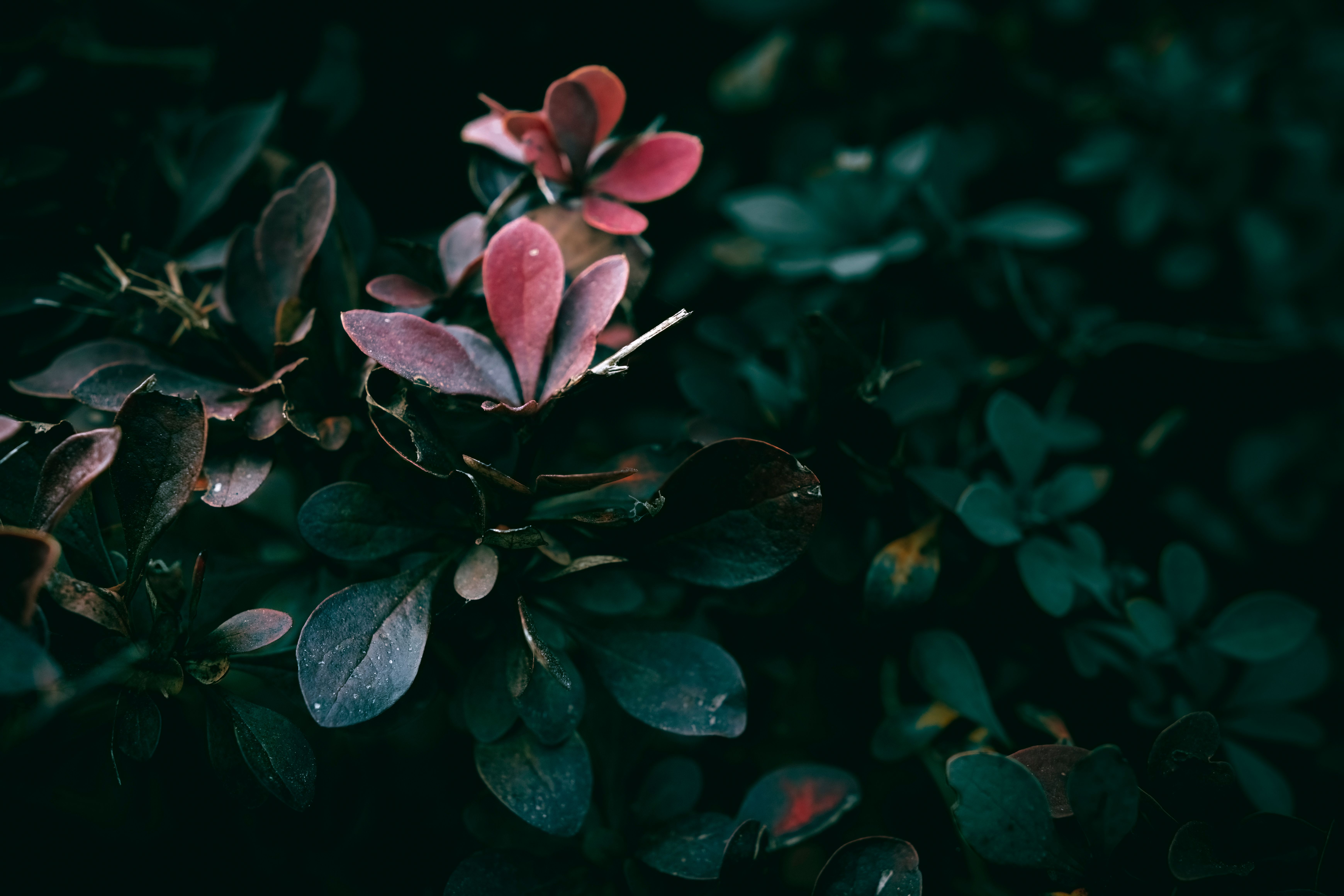 Pink and Green Leaves on a Shrub · Free Stock Photo