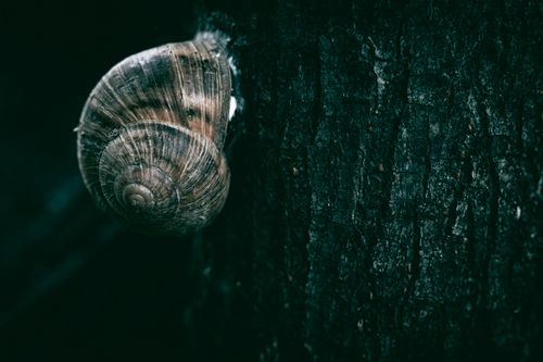 Free Detailed view of a snail on tree bark, showcasing natural textures and earthy tones. Stock Photo