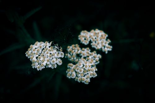 Free Dark, atmospheric photo of white yarrow flowers capturing natural beauty and tranquility. Stock Photo
