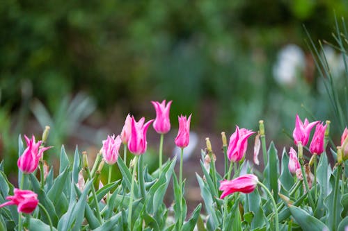 Close-up of Pink Tulips in the Garden
