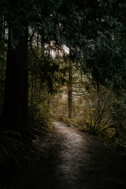 Free A tranquil forest path surrounded by dense trees and greenery, under soft light. Stock Photo