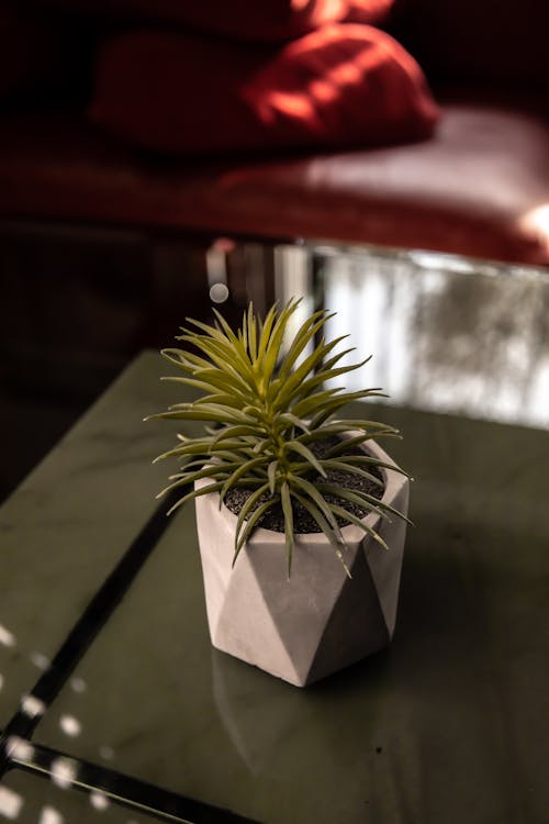 A Potted Houseplant Standing on a Table 