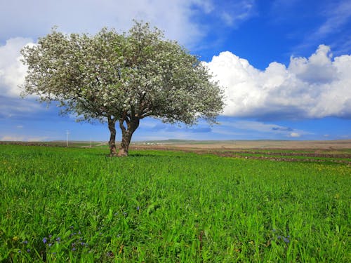 Gratis lagerfoto af æbleblomster, bane, blå himmel