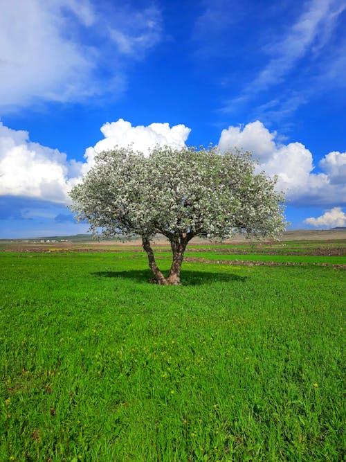 Fotos de stock gratuitas de árbol, belleza, campo