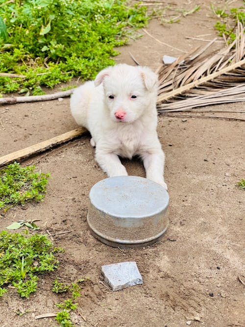 A Puppy Lying on the Ground Outdoors 