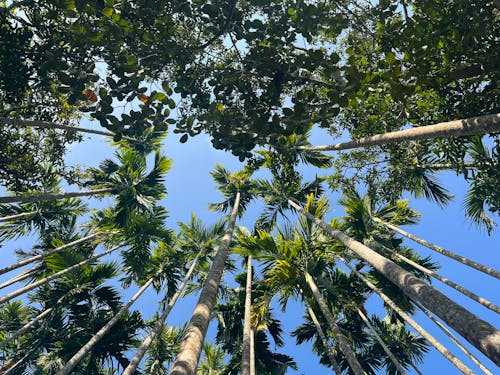 Kostnadsfri bild av blå himmel, exotisk, klar himmel