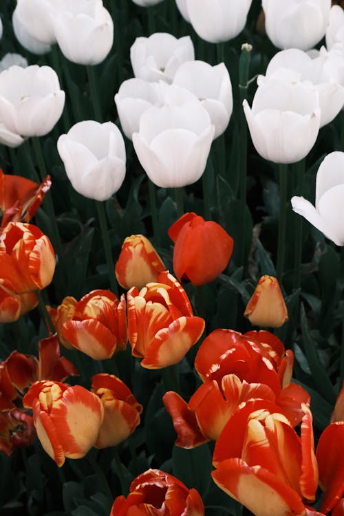 Безкоштовне стокове фото на тему «білі тюльпани, вертикальні постріл, впритул»