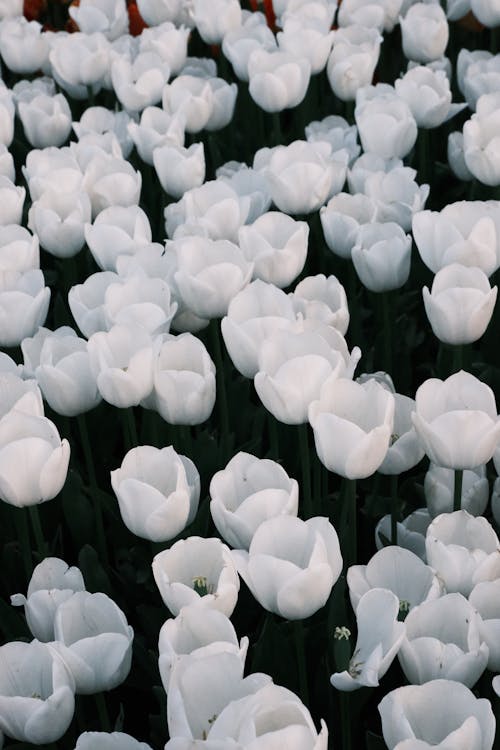 Foto d'estoc gratuïta de abundància, blanc, flors
