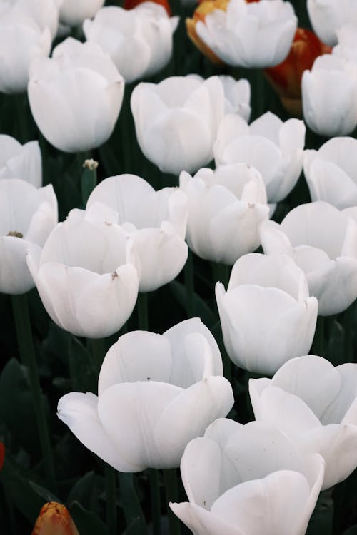 Kostnadsfri bild av blommor, blomning, flora