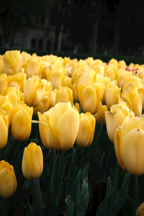 Close-up of Yellow Tulips in the Garden 