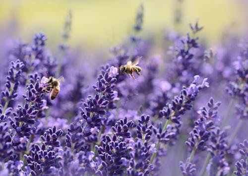 Free Bees on Purple Flower Stock Photo