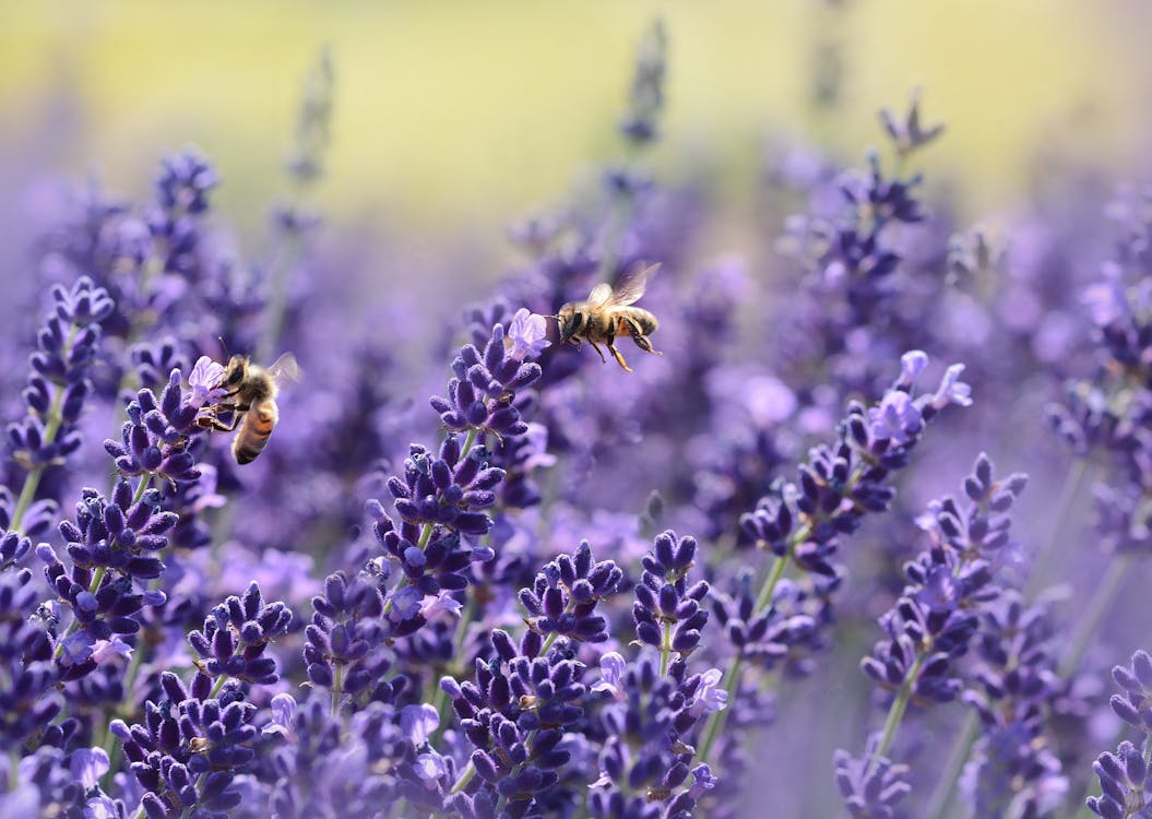Free Bees on Purple Flower Stock Photo