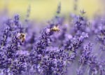 Bees on Purple Flower