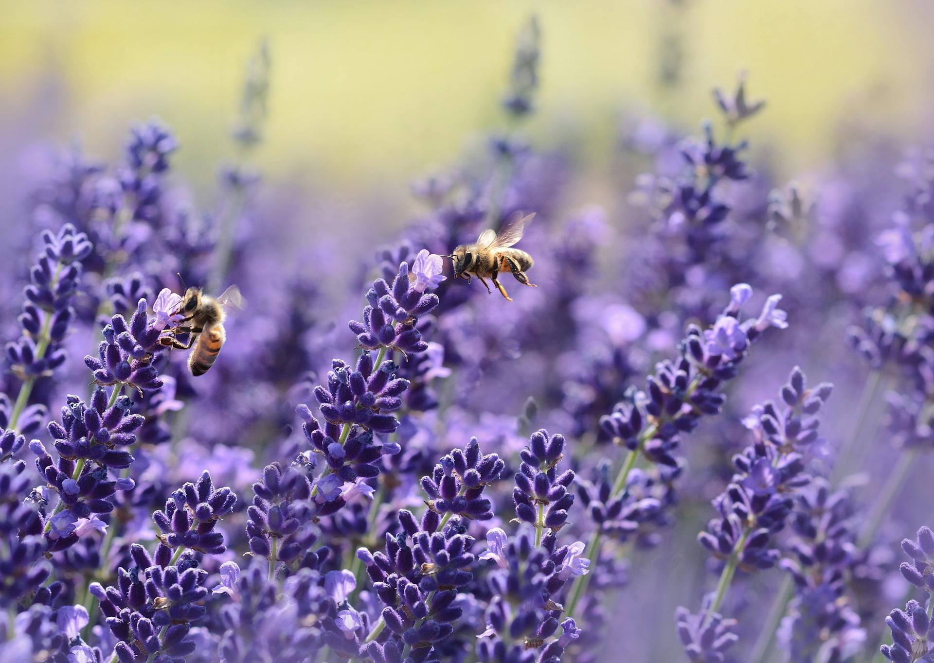 Bees on Purple Flower