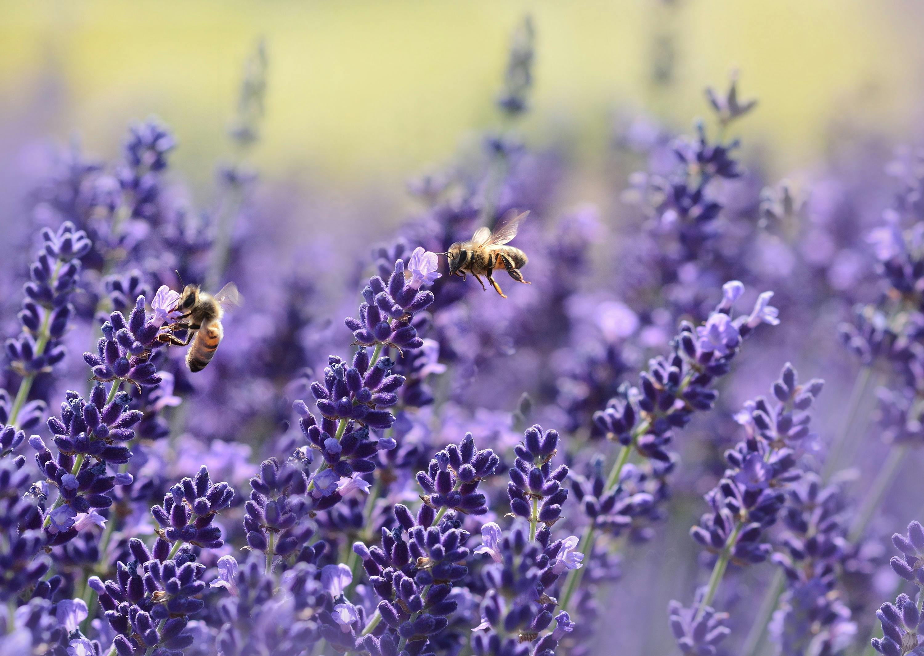 lavender wallpaper hd