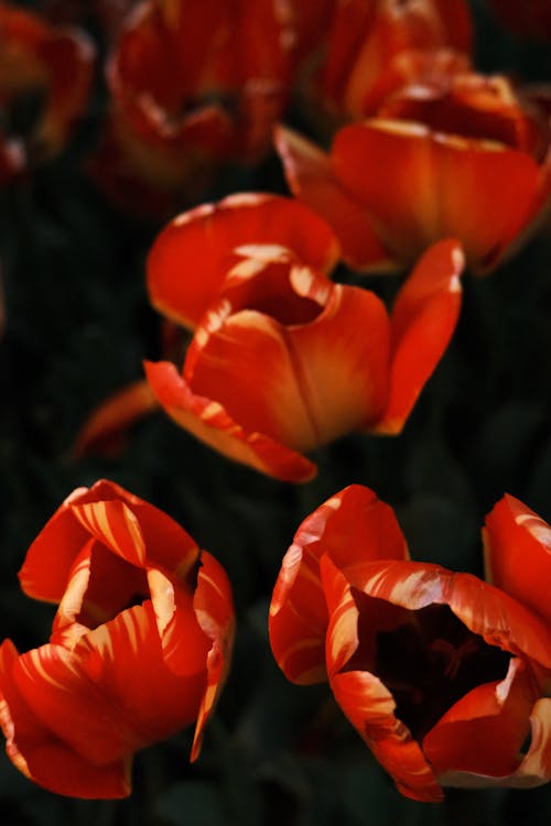 Fotobanka s bezplatnými fotkami na tému červené tulipány, flóra, hracie pole