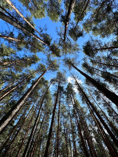 Free A captivating upward shot of tall pine trees against a blue sky. Stock Photo