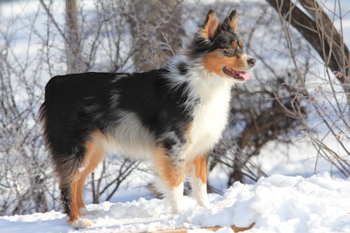 An Australian Shepherd Outdoors in Winter 