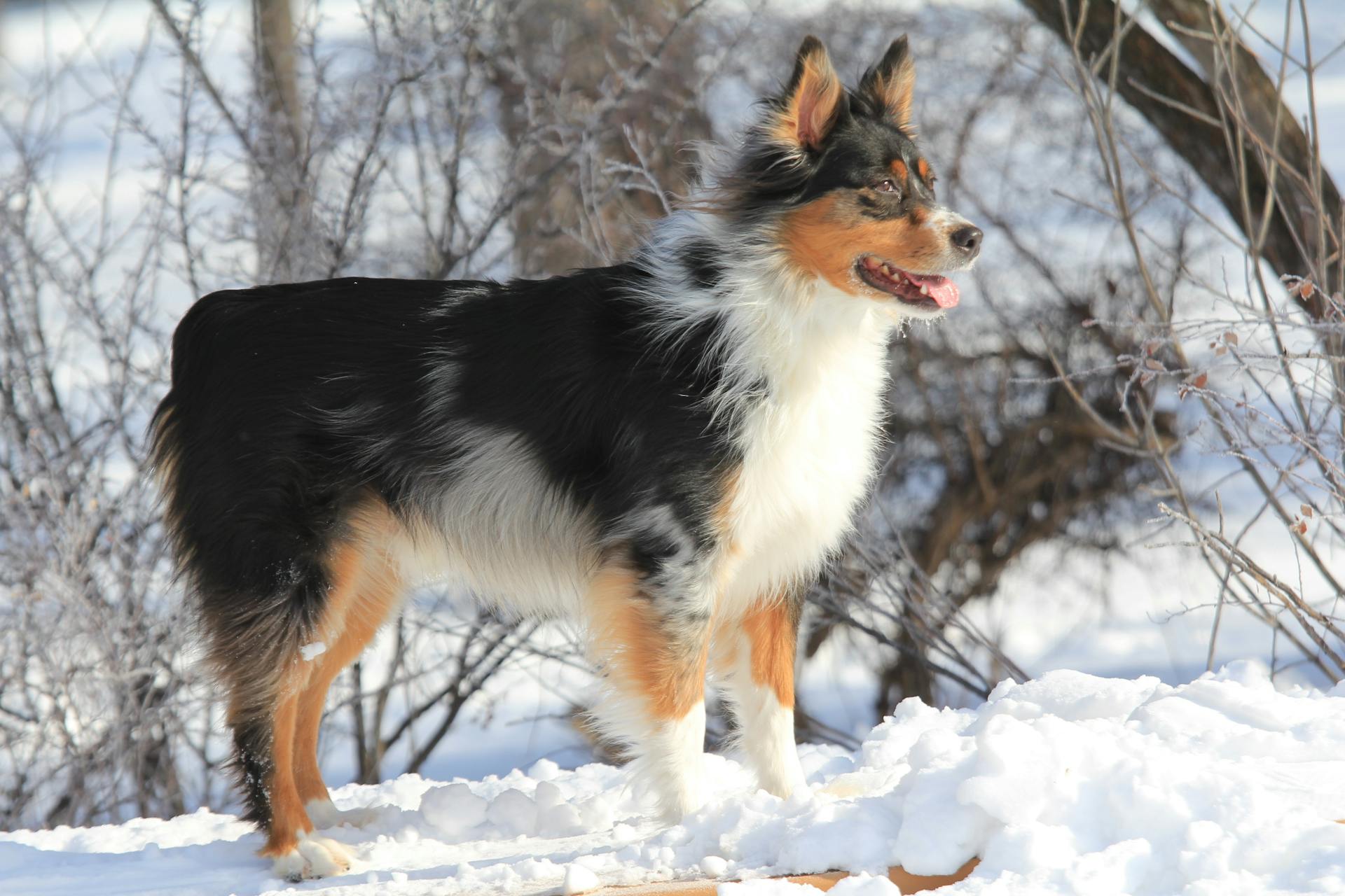 An Australian Shepherd Outdoors in Winter