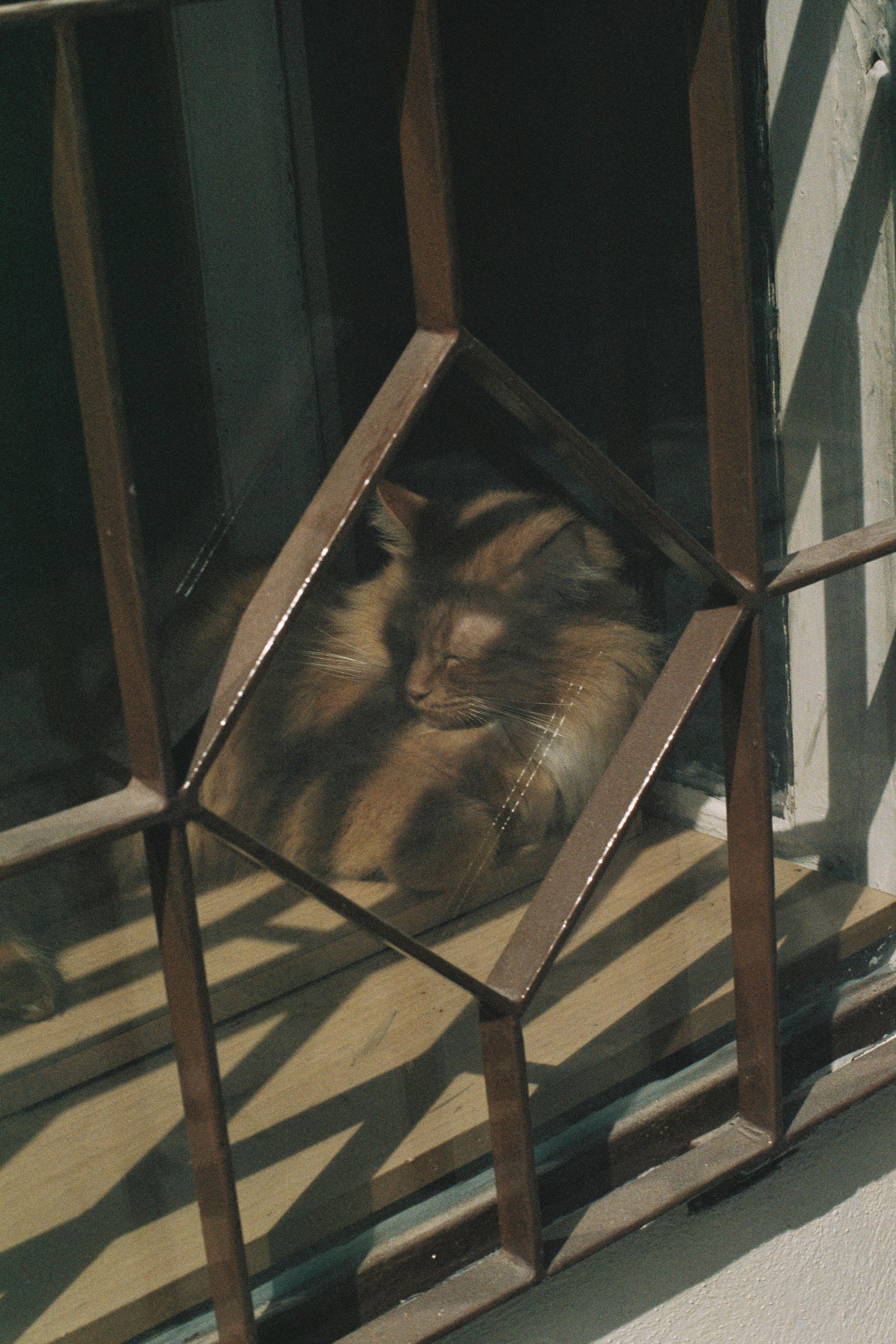 A peaceful cat naps in sunlight behind a decorative window grille in Porto, Portugal.