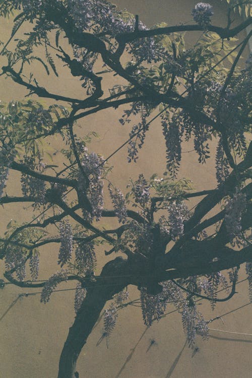 Foto profissional grátis de árvore, fresco, lilás