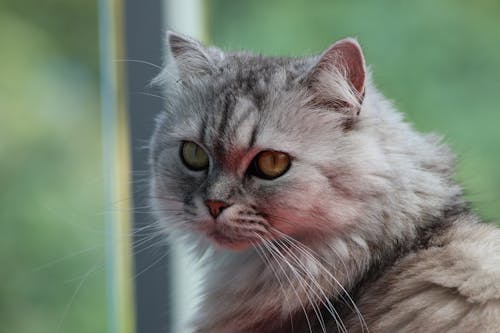 Free Close-up Photography Of Cat Stock Photo