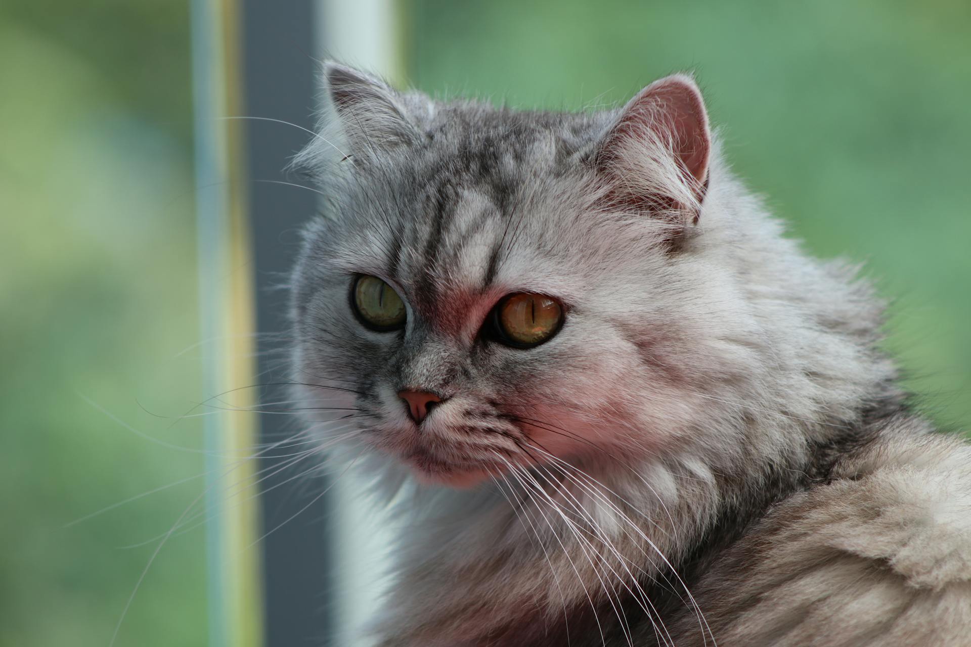 Close-up of a grey Persian cat with distinctive fur and whiskers.